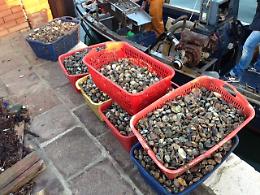 Chioggia, maxi sequestro in laguna: 32 quintali di vongole illegali e tre barche bloccate
