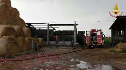 Loreggia, incendio in una stalla: 60 maialini morti