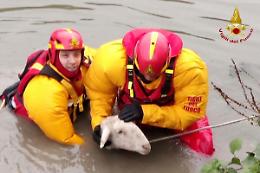 Padova, salvate le pecore finite nel fiume Adige