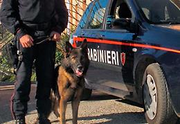 Rovigo, i cani dell'unità cinofila fermano un giovane in possesso di droga in un bar