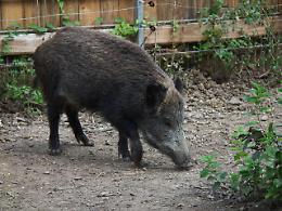 Padova, Coldiretti chiama la "legittima difesa" contro gli animali selvatici