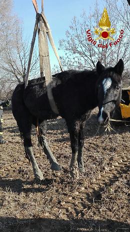 Maserà, salvato un cavallo caduto in un fossato la mattina di Natale