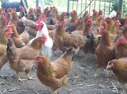 Influenza aviaria: le misure di protezione per allevamenti e animali da cortile