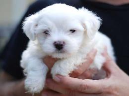 Rovigo, salvati quattro maltesi dal traffico illegale di animali