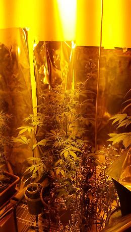 Porto Tolle, 50enne coltiva marijuana in casa