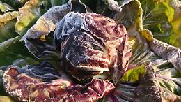 Radicchio di Chioggia Igp a Berlino, fra le star dell’ortofrutta