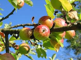 Come potare gli alberi da frutto? A Porto Tolle inizia il corso