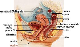 L’Endometriosi