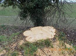 Adria, razzia di alberi: abbattuti 25 tra tigli e platani