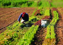 Inquinamento Pfas, Benedetti (M5s): "Gli agricoltori non siano lasciati da soli a pagare il prezzo più alto"