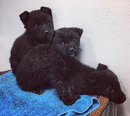 Cuccioli salvati a Scorzè: cercano casa