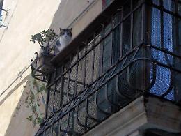 Dà da mangiare ai gatti e precipita dal balcone: grave un uomo di 52 anni