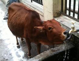 Coldiretti Padova su Pfas: bene i controlli ma i costi non ricadano sull'agricoltura e sull'allevamento