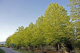 San Stino lancia la sfida verde: alberi gratuiti ai cittadini per rinverdire la città