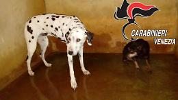 Martellago: salvati due cani abbandonati a se stessi in un appartamento del centro