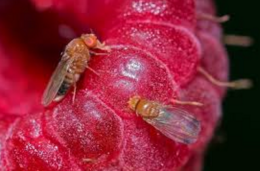 Programma di contenimento del moscerino della frutta affidato all'Università di Padova