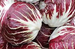 Weekend a Treviso e provincia: appuntamenti imperdibili e mostra del Radicchio Rosso di Treviso IGP