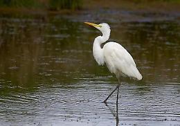 Conservazione delle specie migratorie: riuniti i massimi esperti nel Parco del Delta del Po