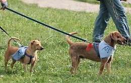 Tanti amici a quattro zampe alla festa del cagnolino a Rovigo