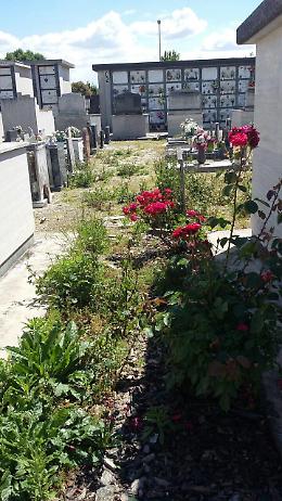 Rovigo, erba alta nei cimiteri. Rossini (Fare): "Palese incuria"