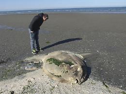 Ritrovato un raro esemplare di pesce luna: il Delta si conferma ricco di biodiversit&agrave;