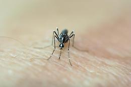 Chikungunya, confermato il legame tra i due casi nel Veronese