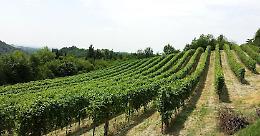 Nuovi vigneti, Confagricoltura: "Boom di domande, sono troppe"