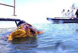 Chioggia, mercoledì la liberazione in mare della tartaruga Caretta Caretta