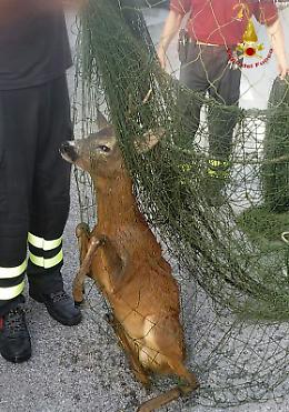 Vigili del fuoco salvano capriolo a Codevigo