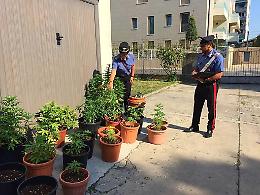 Santa Maria di Sala, coltivavano Marijuana sul tetto della scuola materna. 2 giovani in manette
