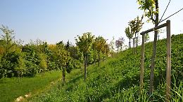 Un bosco per mitigare il passante tra Mirano e Martellago