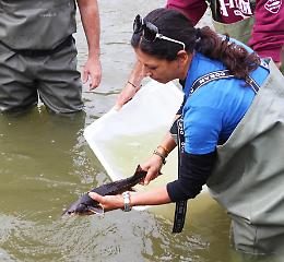 Gli storioni tornano nel Delta del Po