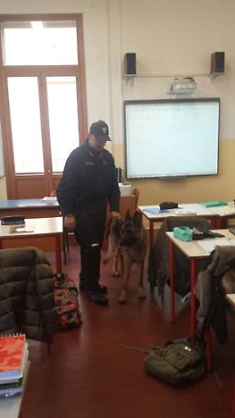 Controlli antidroga nelle scuole, il cane Sir fiuta hashish in uno zaino
