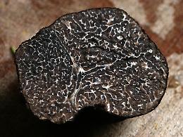 Dieci anni di Accademia del tartufo