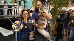 Oltre 5.000 all’Esposizione internazionale felina di Padova. Il gatto più bello è un Maine Coon di Pavia