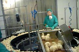 Incubatori di pulcini, la denuncia di un'associazione animalista