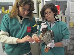 “La Regione salvi il Centro recupero animali selvatici di Rovigo”