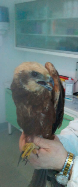 Salvato un falco ferito e curato al centro di Polesella, dove c’è bisogno di sostegno