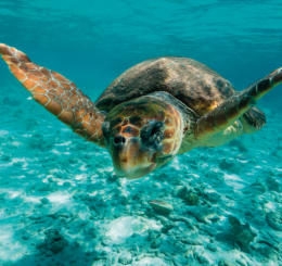 Veneto, via libera al protocollo per la tutela di tartarughe marine e cetacei spiaggiati