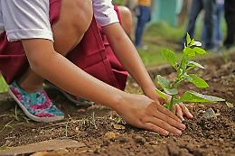 Adria: un albero per tutti i bambini appena nati, e anche per i bimbi adottati