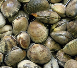 A rischio il primo allevamento di vongole sostenibile a Codevigo