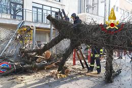 Ospedale Sant'Antonio di Padova: cade un albero nel parcheggio