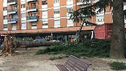 A Spinea alberi spazzati e a Chioggia tromba d'aria