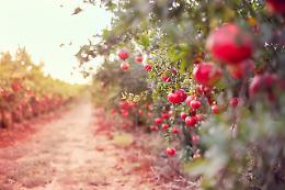 Veneto agricoltura, gelo sugli alberi da frutto in fiore: rishio per albicocche, susine e nettarine