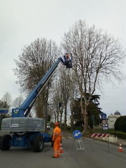 225 nuovi alberi piantati ad Este