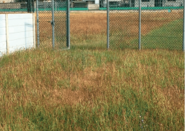 Rovigo: regna l’incuria nei campi da calcio del Gabrielli