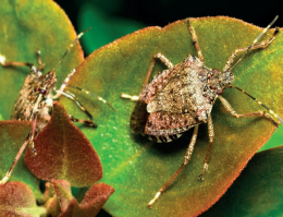 Cimice asiatica causa danni ingenti in Riviera del Brenta