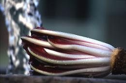 Mostra del radicchio di Zero Branco, tra gusto e solidarietà