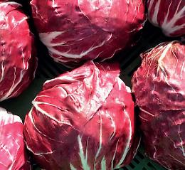 Il radicchio di Chioggia alla conquista del fast food