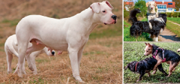 Animali, quando cambiare atteggiamento